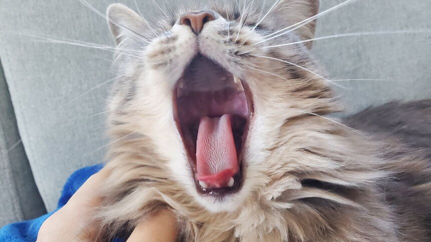 Un portrait rigolo de Suashem, qui baille à s'en décrocher les vibrisses